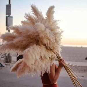2000 Seeds Chinese Silver Grass Seeds Decorative Feather Reed Grass Seeds Home